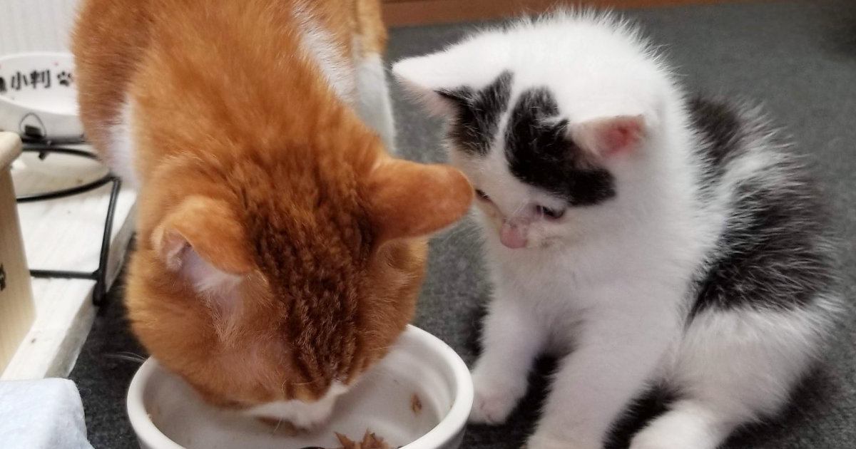 盲目の猫が続ける「仕事」とは？優しさあふれる行動の理由