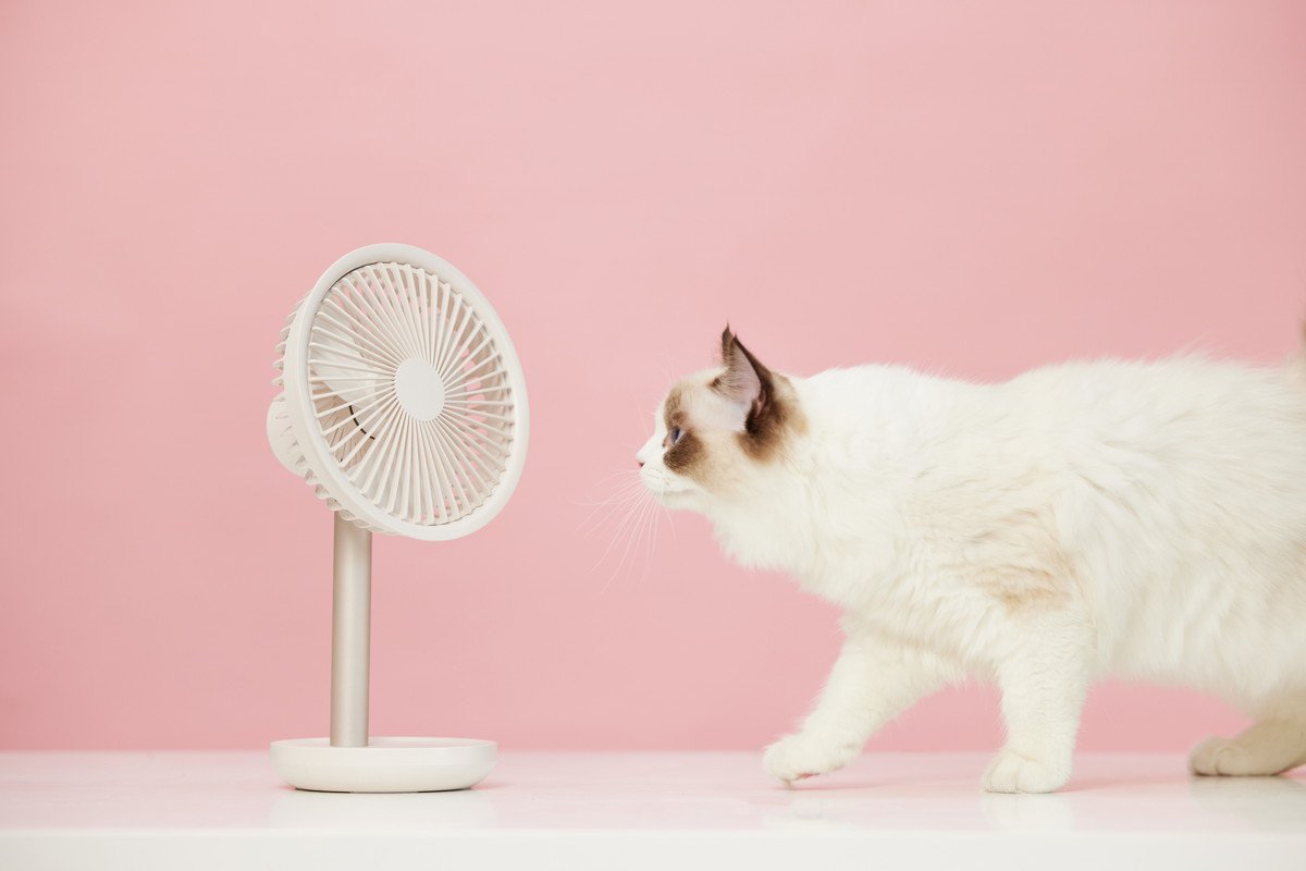猫の近くで『扇風機』を使うときに注意すべきこと5つ　寒い冬でも効果的な活用術まで