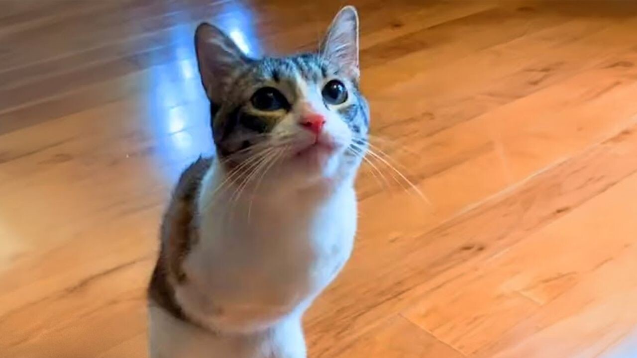 「トイレ後に排泄物を隠せないから」と手放された前足のない猫―― 理解ある家族と出会い、“幸せなニャン生”を取り戻す