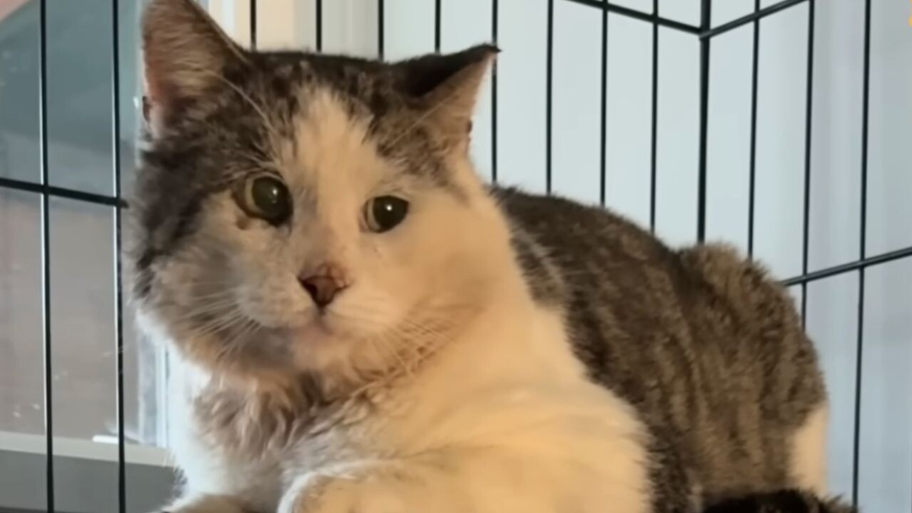 傷だらけで孤独に生きていた外猫を保護――“閉ざした心”が変わるまでの記録に涙