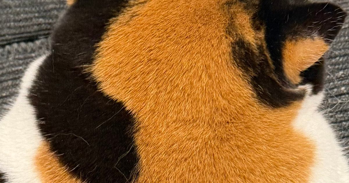 三毛猫の『後頭部』を見た友人→そっくりなものに気付いて…『予想外の発言』に10万いいね「本当だｗｗ」「最高級だね」と反響