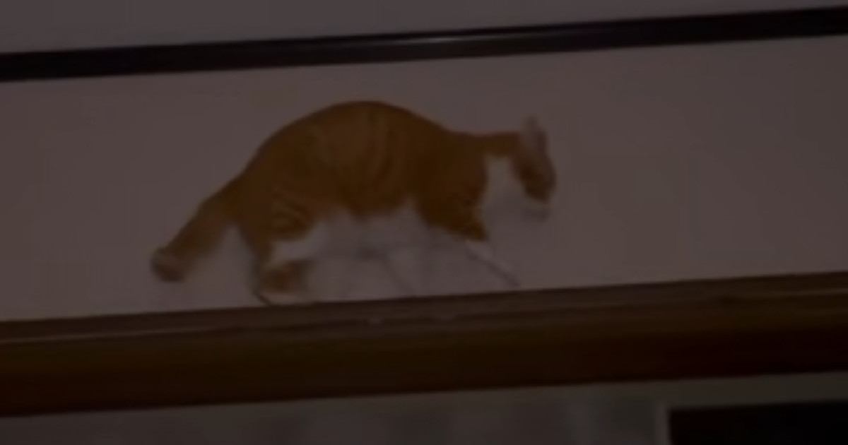 インフルエンザで苦しむ中、夜中に『猫』が……まさかの『ハプニング』に爆笑の声続出「めっちゃ笑った」「何度も見ちゃうｗ」と反響