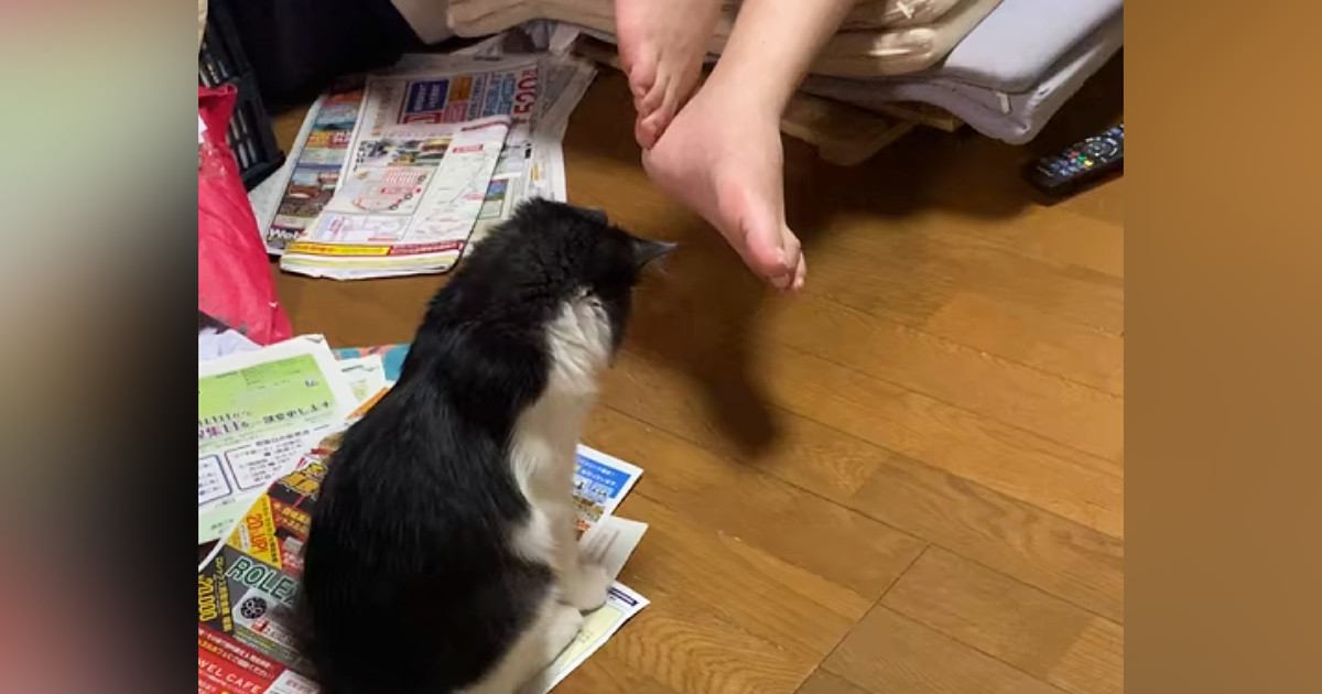 お父さんの足元で『狙いを定める子猫』→次の瞬間……まさかの光景が71万再生「可愛すぎて何回も見てしまう」「ものすごいフェイントｗ」
