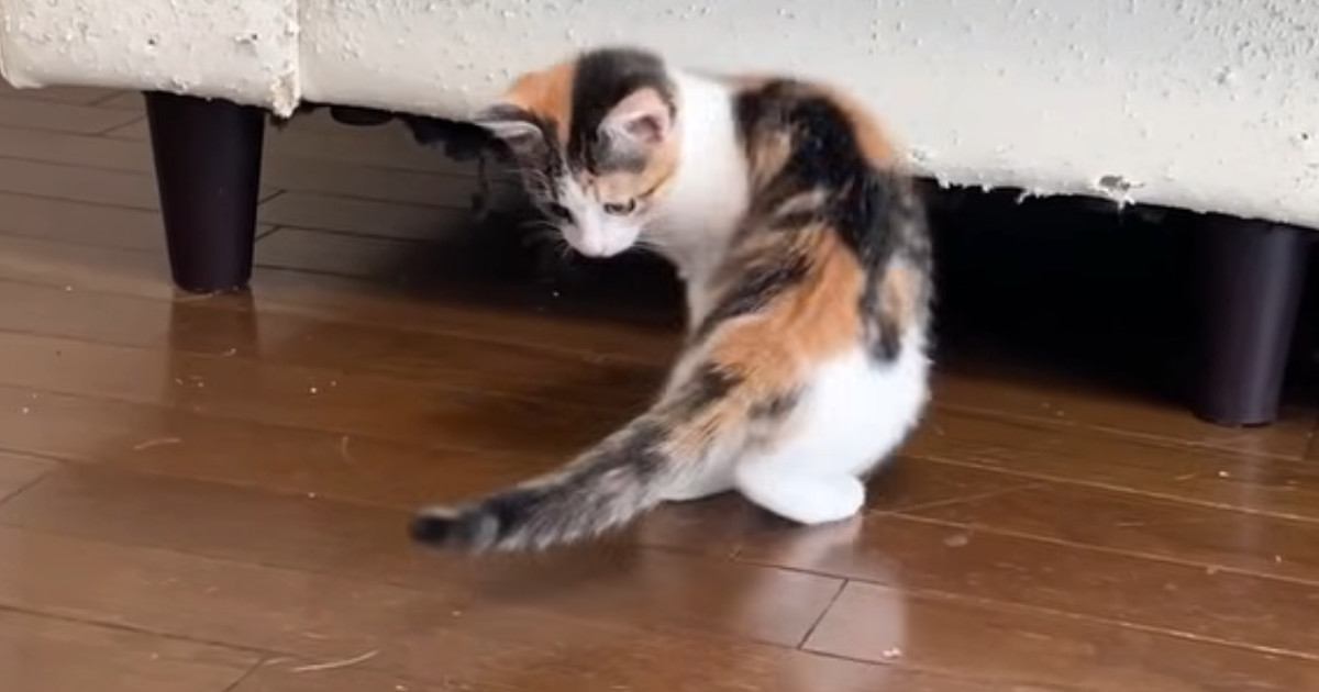 自分の『しっぽ』が気になる子猫→捕まえようとした結果…微笑ましすぎる光景に「可愛いねぇｗ」「笑っちゃった」と癒される人が続出