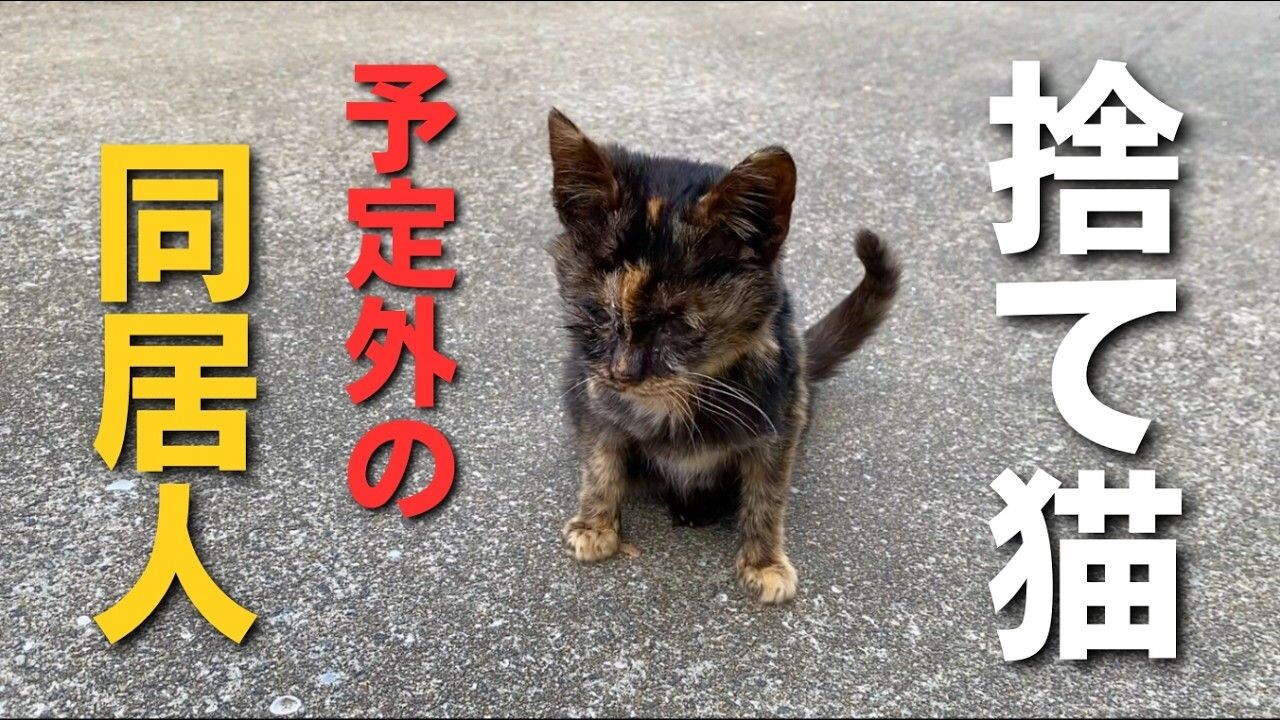 立ち寄ったコンビニで子猫を発見――「置いて帰れない」…迷った末に迎えた結末とは？