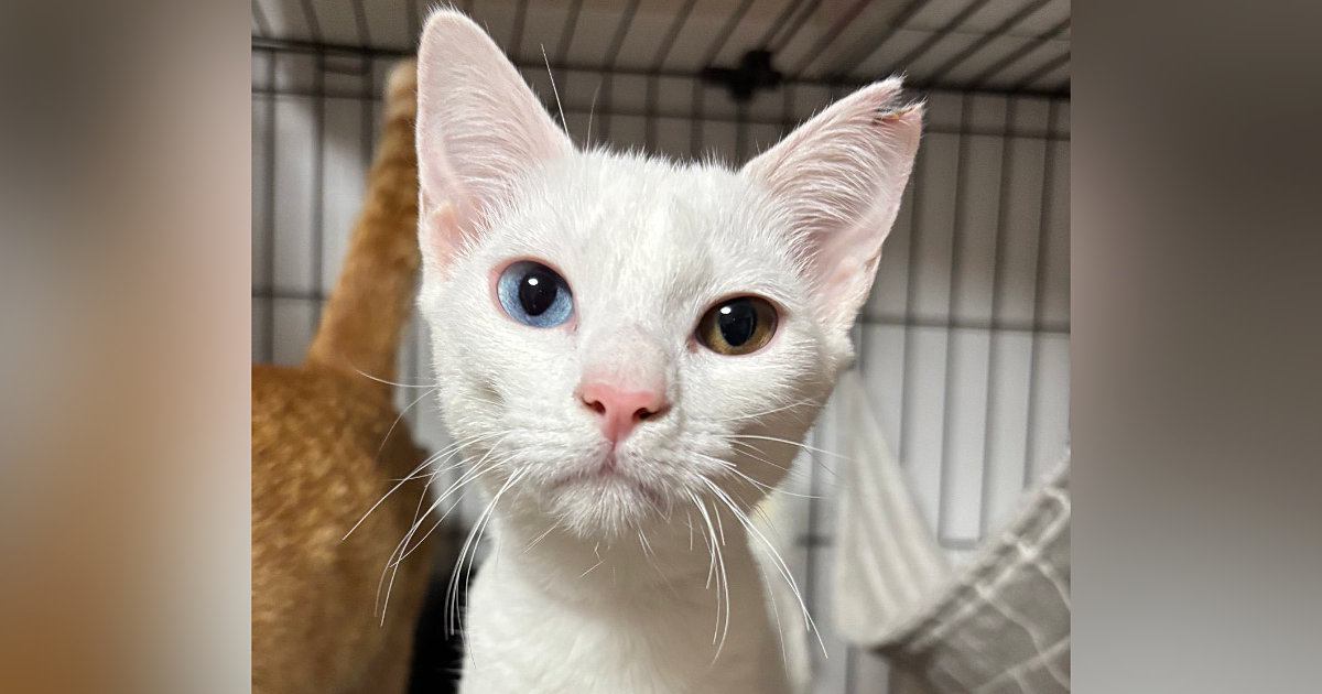 ガリガリの状態だった野良猫→保護されて1年…涙が止まらない『劇的なビフォーアフター』に17万いいね「幸せになったんだねぇ」「尊い」