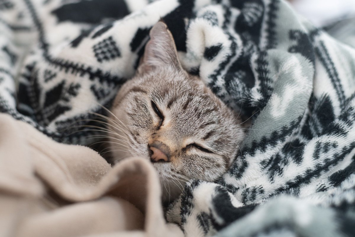 猫も『冷え性』になることがあるの？健康に与える影響や改善方法を解説