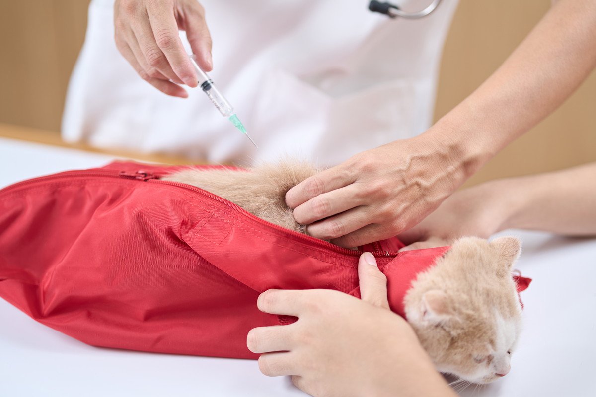 猫用の『洗濯ネット』が必需品な理由5選　あると便利な場面や使い方をご紹介