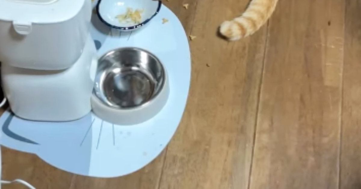 『物音がする』と思って見に行ったら、猫たちが……思わず頭を抱えた『衝撃の光景』に「冬のボーニャスｗ」「やっちゃったｗ」と18万再生