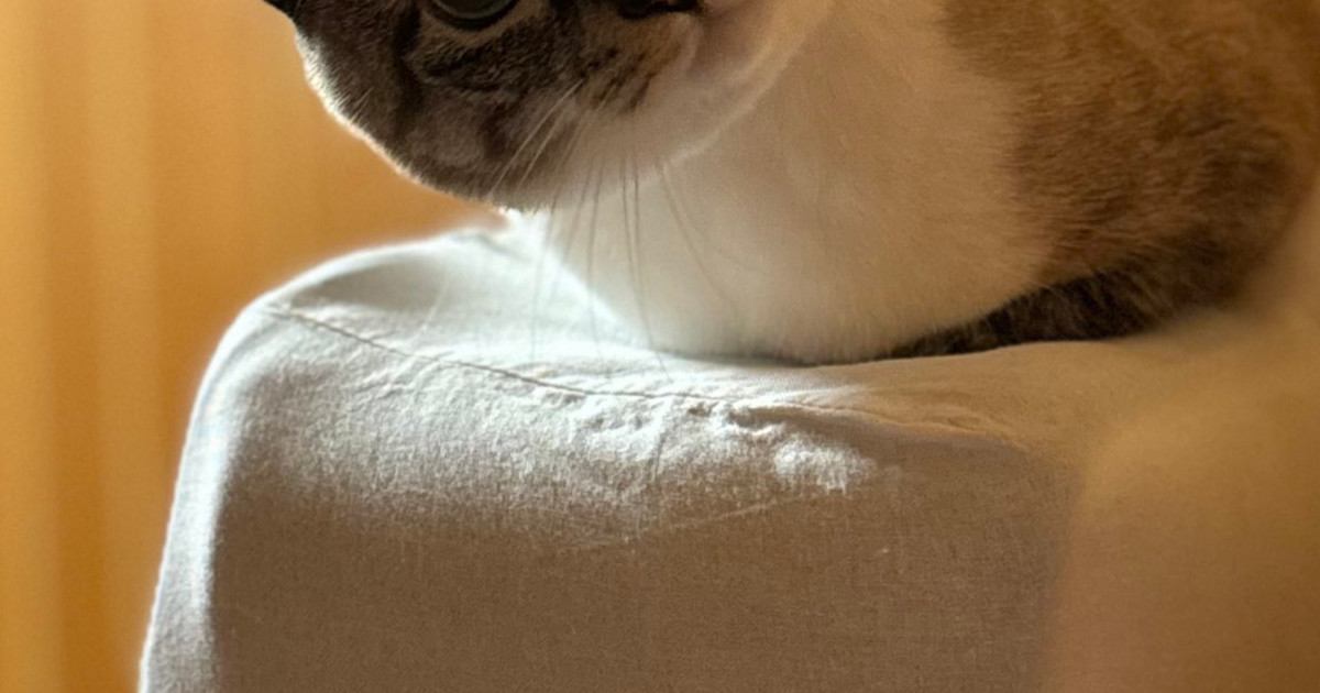 部屋に閉じ込められてしまっていた『猫』→ドアを開けてみると……まさかの光景に２万いいね「圧をかけられているみたい」「角度が怖い」