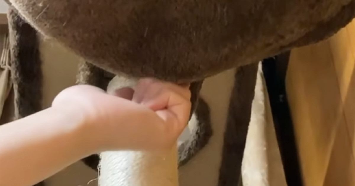 キャットタワーでくつろぐ猫→ハンモックの底をツンツンしてみたら…『たまらない瞬間』に19万いいね「かぁぁぁｗ可愛すぎる」「ぴょこｗ」