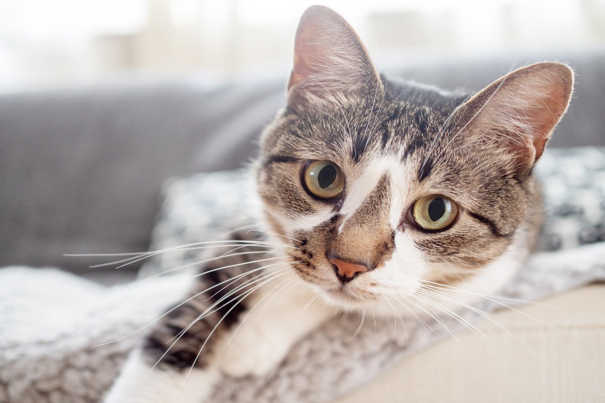 猫が飼い主に『体を預けてくる』ときの心理5つ　寄りかかる理由や愛猫が喜ぶ応え方も