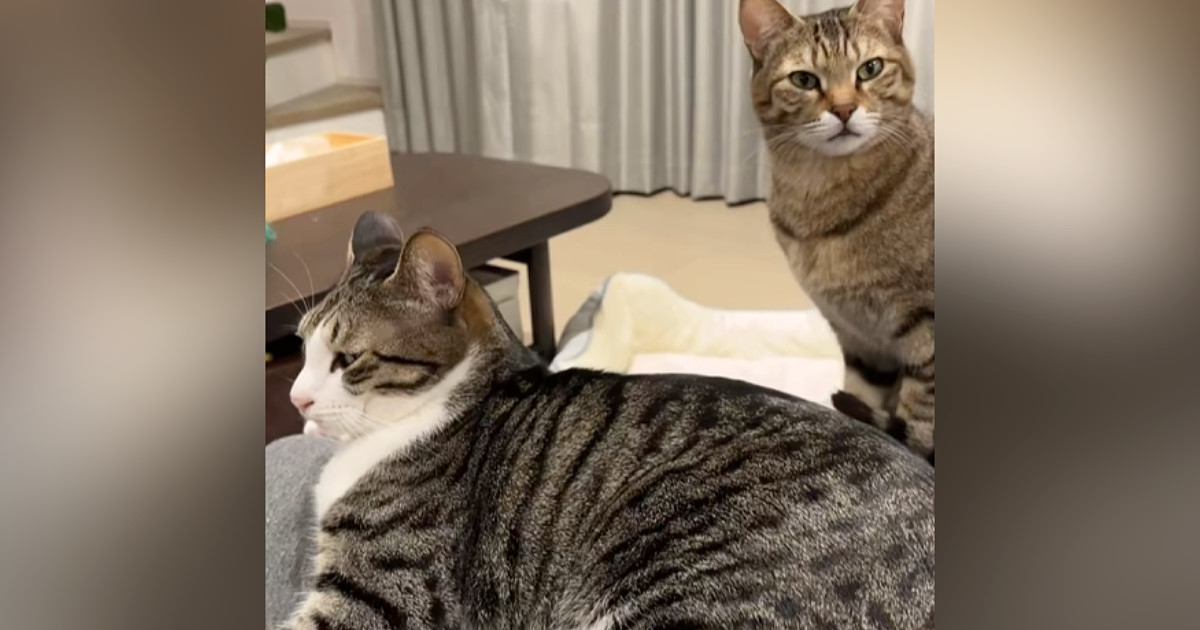 ママの膝の上を兄弟猫に譲った猫→『次の瞬間』…「ツボすぎるｗｗ」まさかの『表情』が78万再生「本意ではなかったかｗ」「優しい世界」