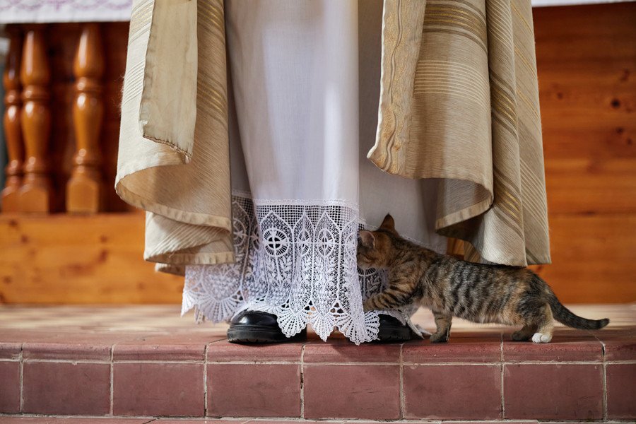 ローマ教皇に謁見し、自伝本まで発行　みんなから愛された「教会猫」　英国